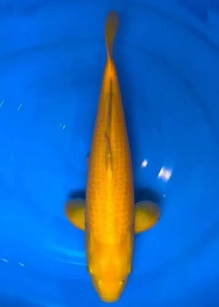 Koi Karashi 47cm