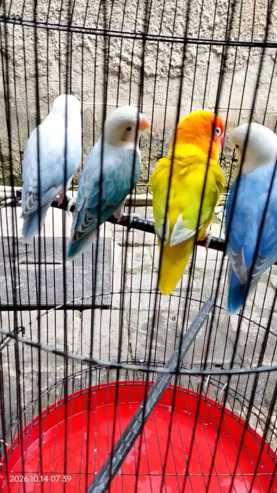 Lovebird Balibu