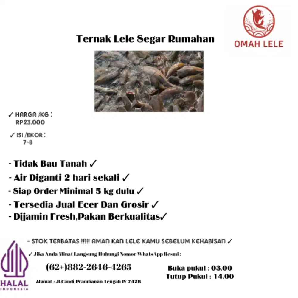 Jual lele segar rumahan