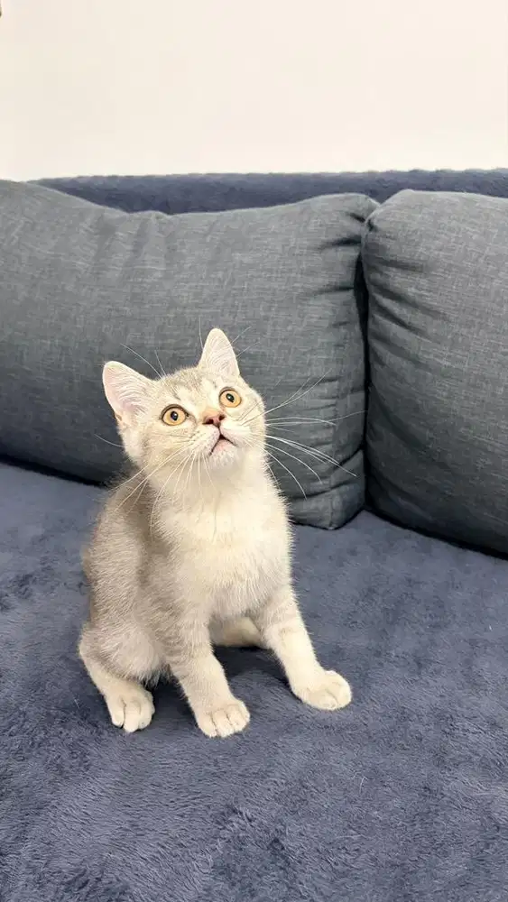 KUCING BRITISH SHORT HAIR BSH KITTEN