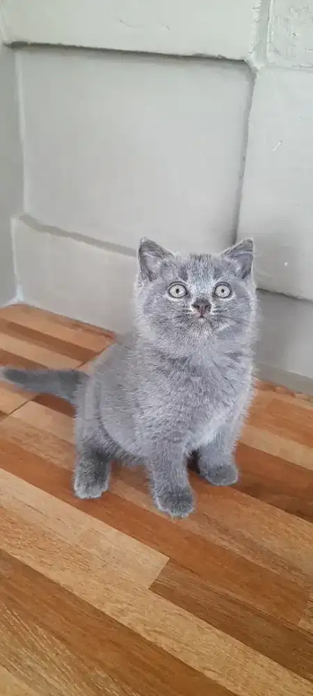 Kitten British shorthair