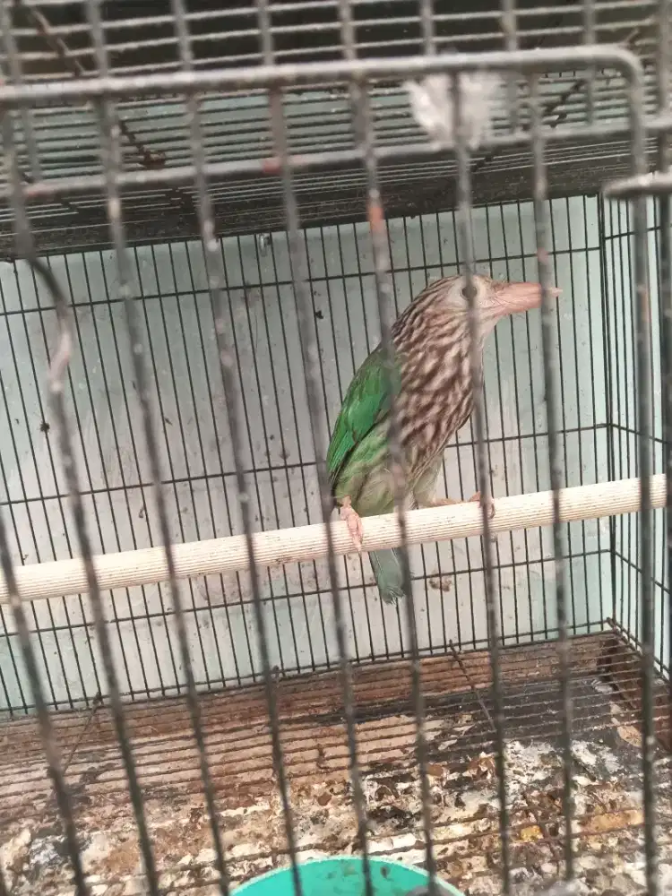 Burung bultok bultok bultok