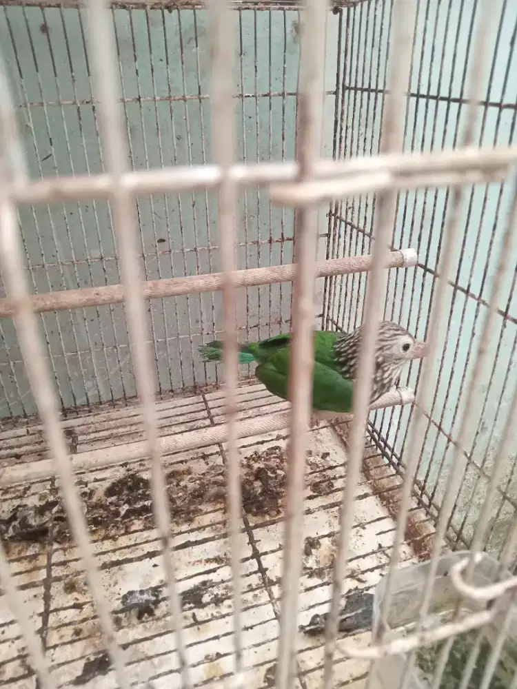 Burung bultok bultok