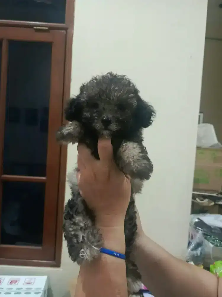 Jual Anak Anjing Toy Poodle