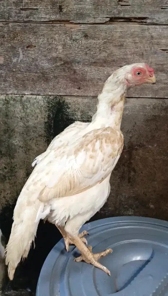 Ayam betina aseel parrot ori
