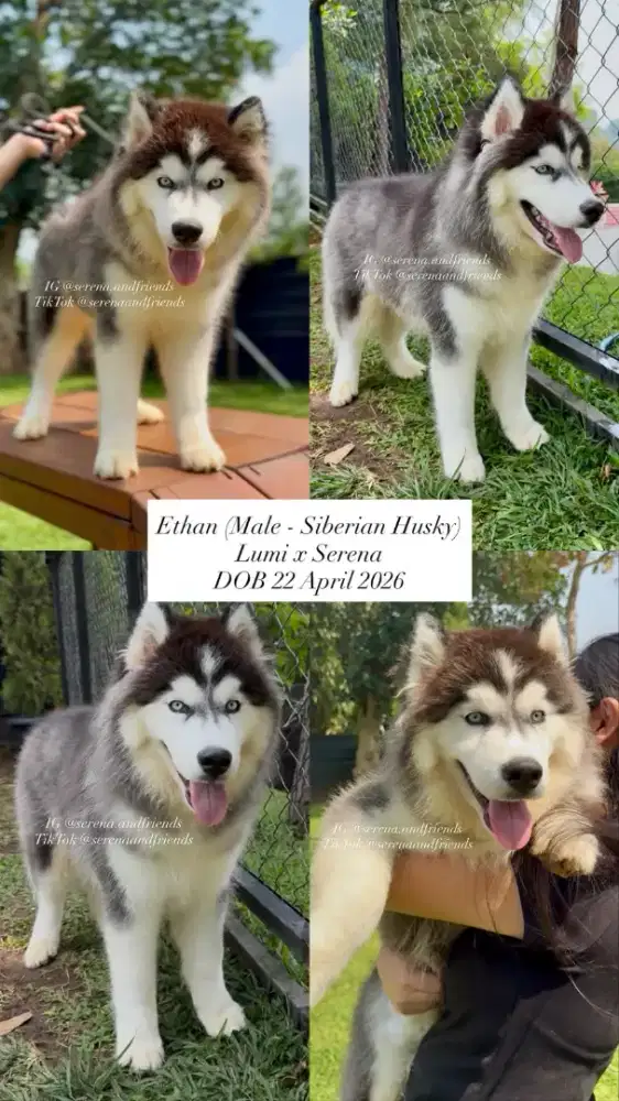 OPEN ADOPT SIBERIAN HUSKY