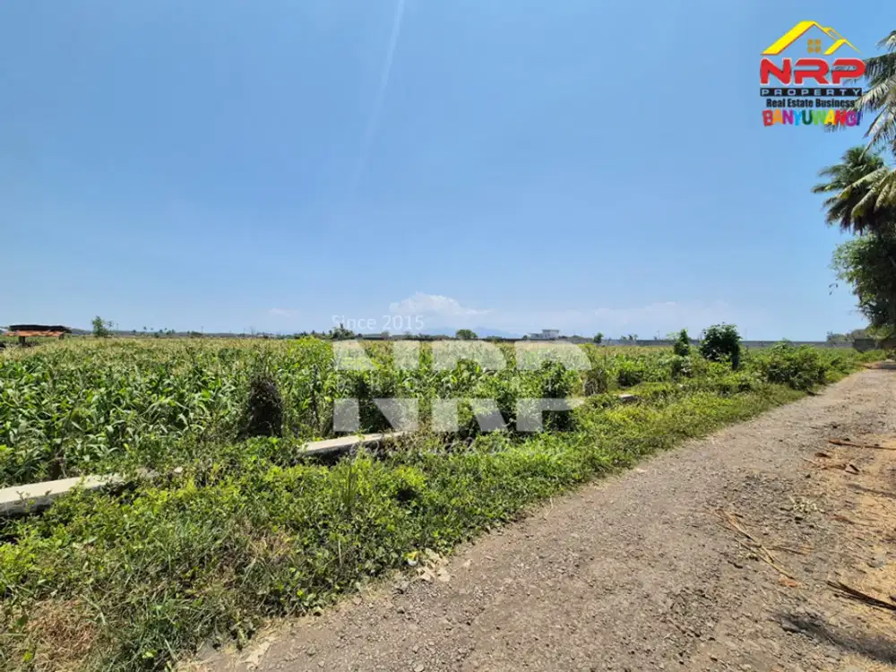 Dijual Tanah Sawah Murah 100 ribuan di Pondoknongko, Kabat - Banyuwangi