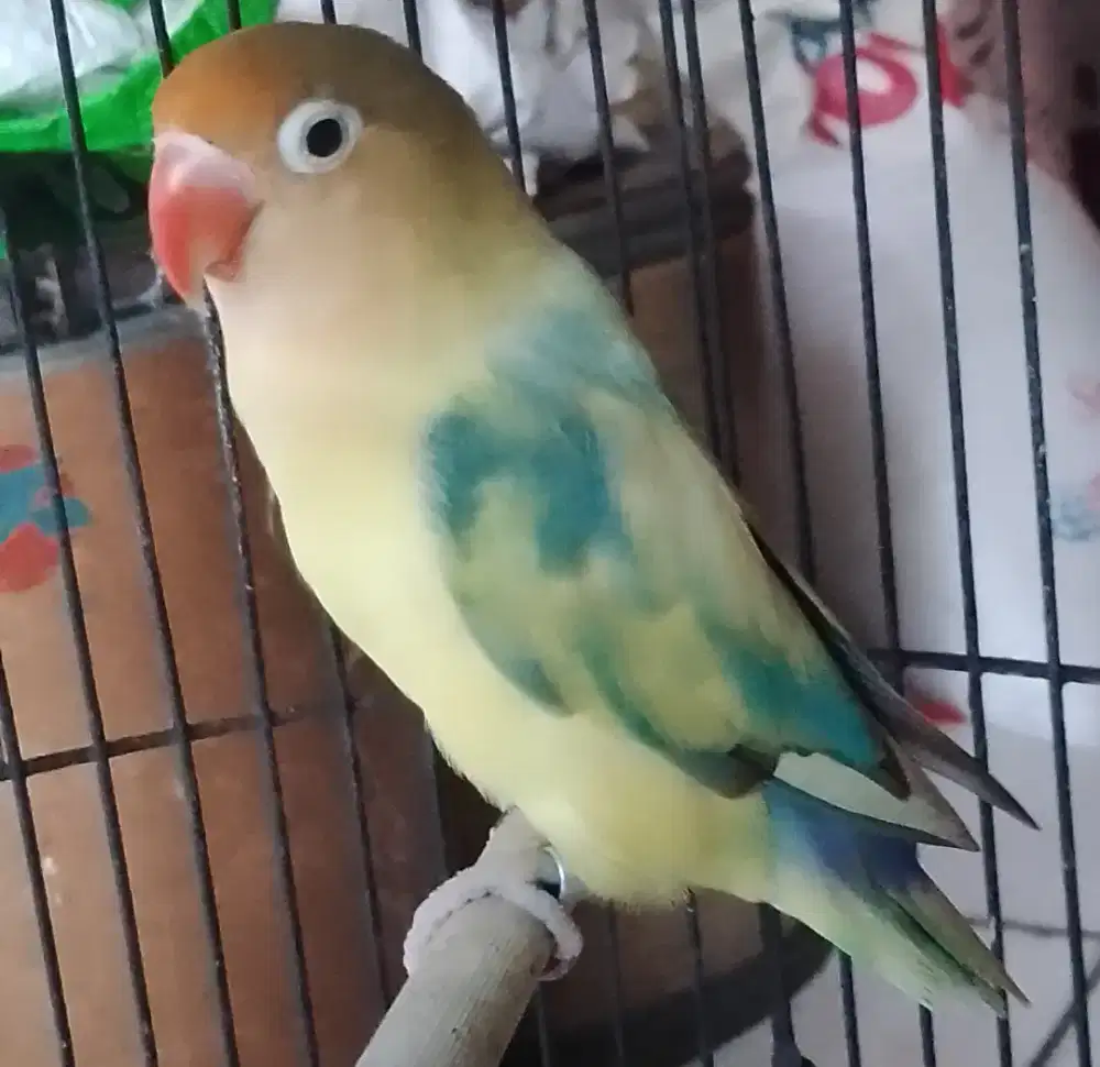 Lovebird pancawarna