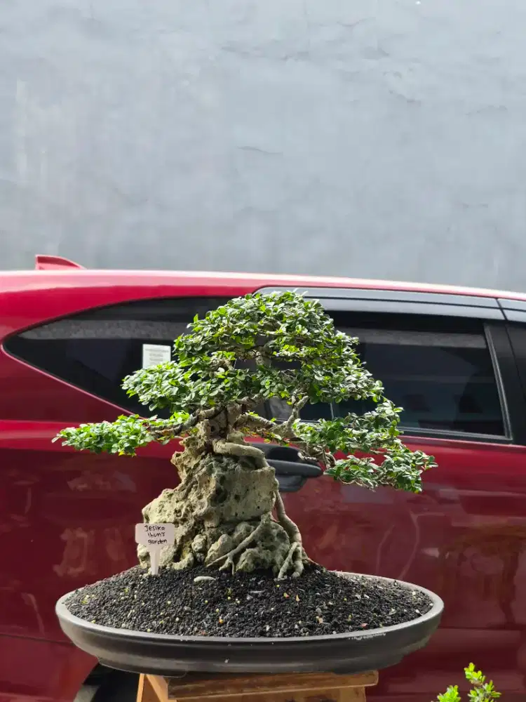 Bonsai Hokiantea OTR
