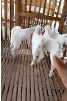 paket 5 ekor bakalan kambing senduro jantan 5-6 bln TB 65-70cm manteb