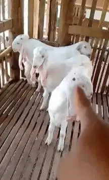 borongan 5 ekor bakalan kambing etawa senduro jantan 5-6 bln TB 65cmUP