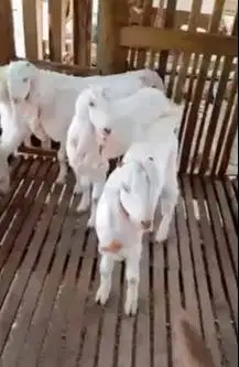 obral 5 ekor bakalan kambing etawa senduro jantan 5-6 bln TB 65cmUP ok