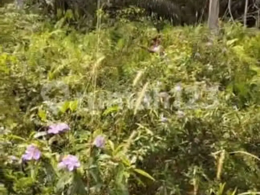 Tanah Tepi Jalan Raya Lintas Propinsi Kandis Riau
