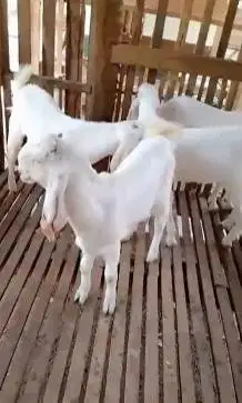 paket 5 ekor bakalan kambing etawa senduro jantan TB 65-70cmUp 5-6 bln