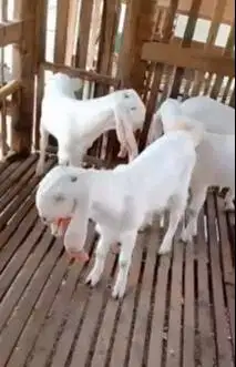 5 ekor bakalan kambing etawa senduro jantan TB 65-70cmUP 5-6 bulanan