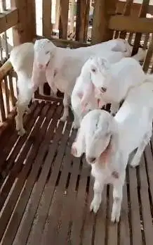 5 ekor bakalan kambing etawa senduro jantan 5-6 bln TB 65-70cmUP puas