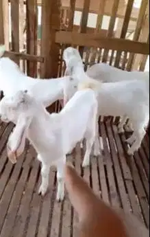 5 ekor bakalan kambing etawa senduro 5-6 bln TB 65-70cmUP siap ternak