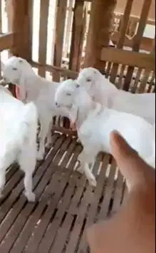 5 ekor bakalan kambing etawa senduro TB 65-70cm 5-6 bln siap digemukin