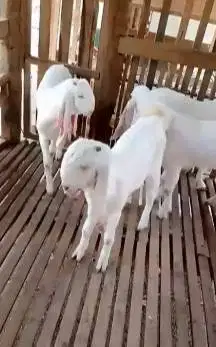 5 ekor bakalan kambing etawa senduro TB 65-70cm 5-6 bln siap digemukin