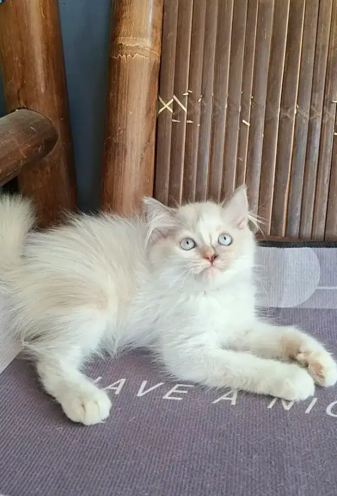 Anak kucing ragdol/kitten ragdol betina /kucing ragdol jantan