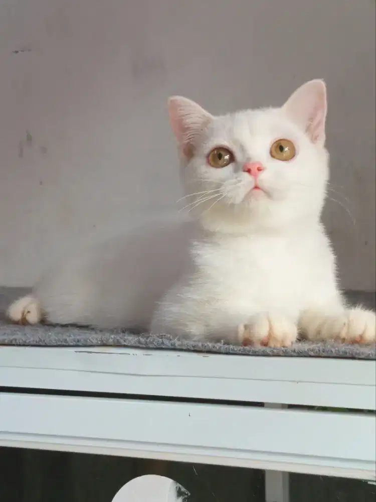 Kitten British Shorthair Mixbreed