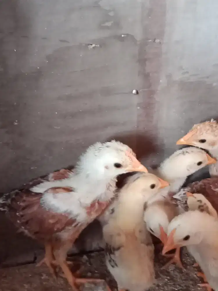 Ayam elba anak campur