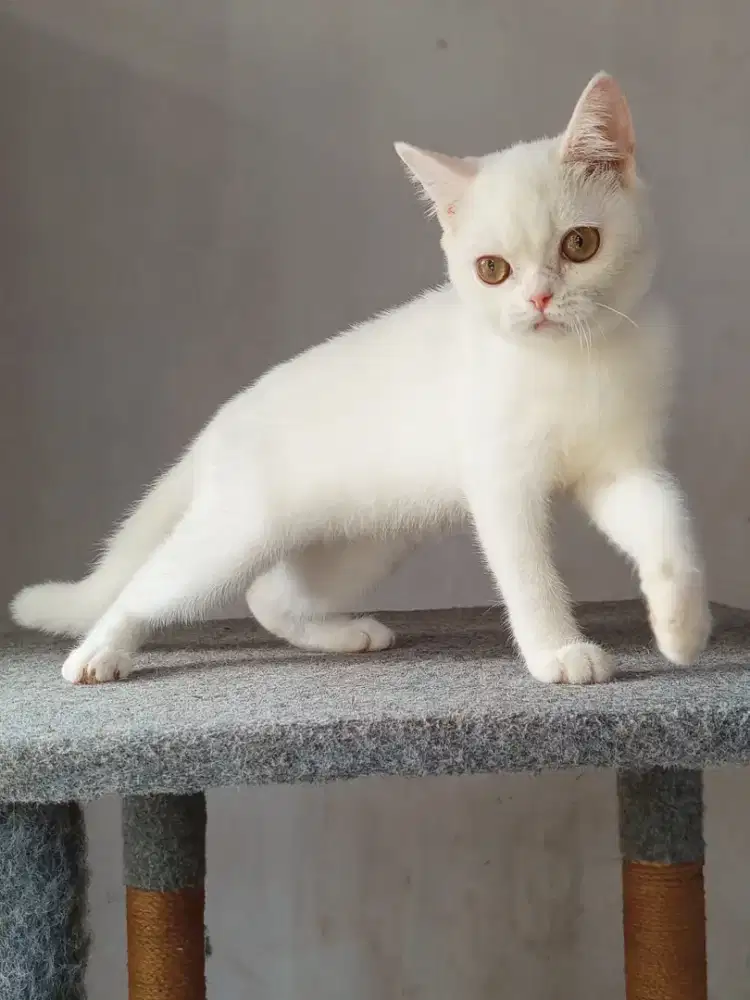 Kitten BSH mixbreed