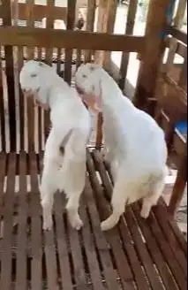 paketan 5 ekor bakalan kambing etawa senduro 5-6 bln TB 65-70cm manteb