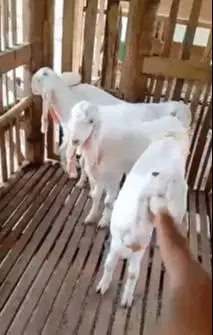 5 ekor bakalan kambing etawa senduro 5-6 bln TB 65-70cm siap digemukin