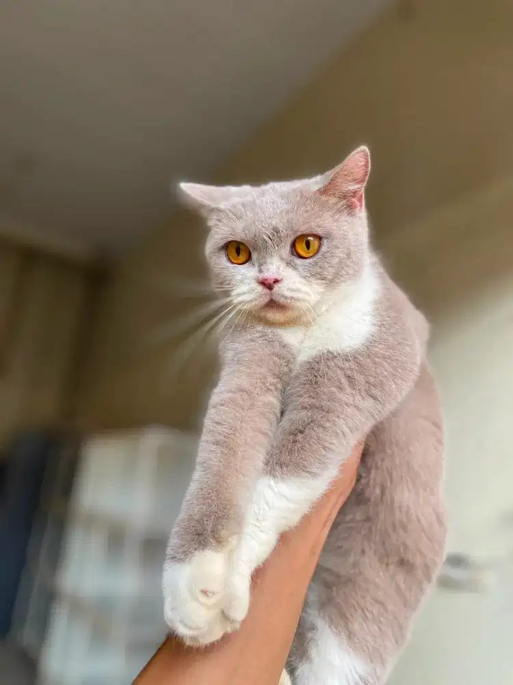 Bsh bico lilac betina indukan british shorthair