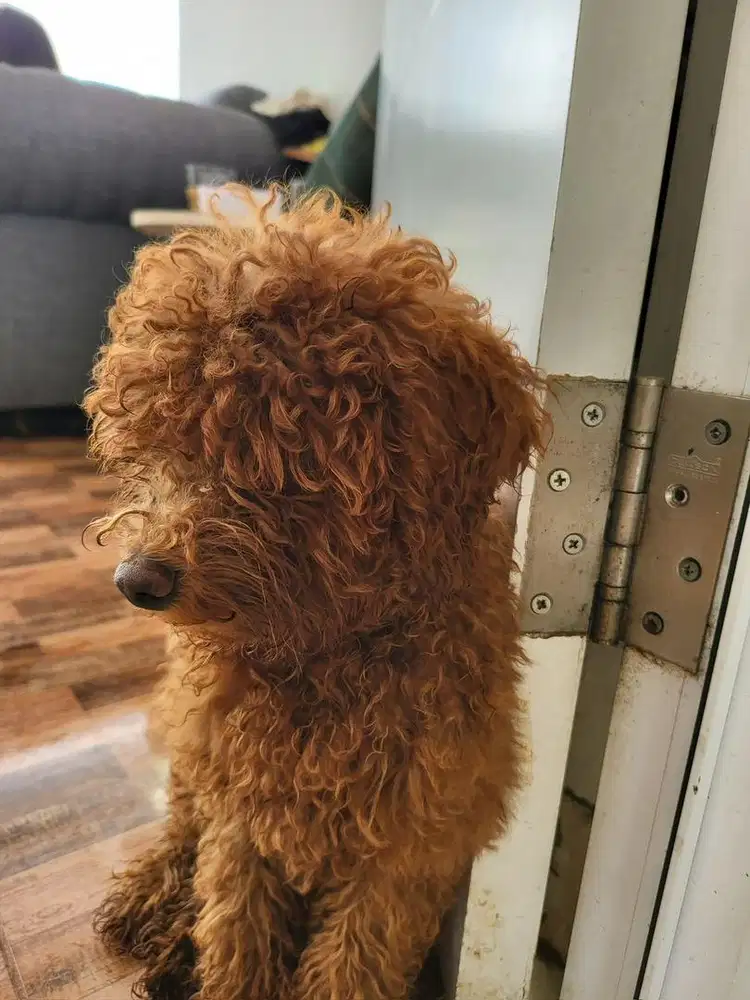 Anjing jantan poodle