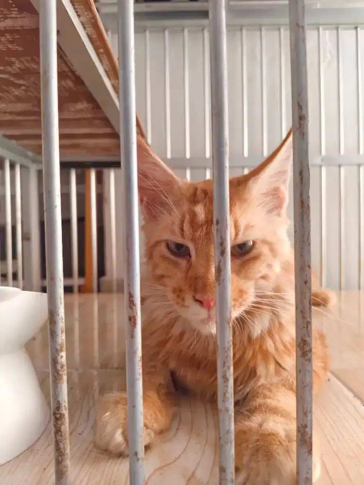 Kucing mainecoon