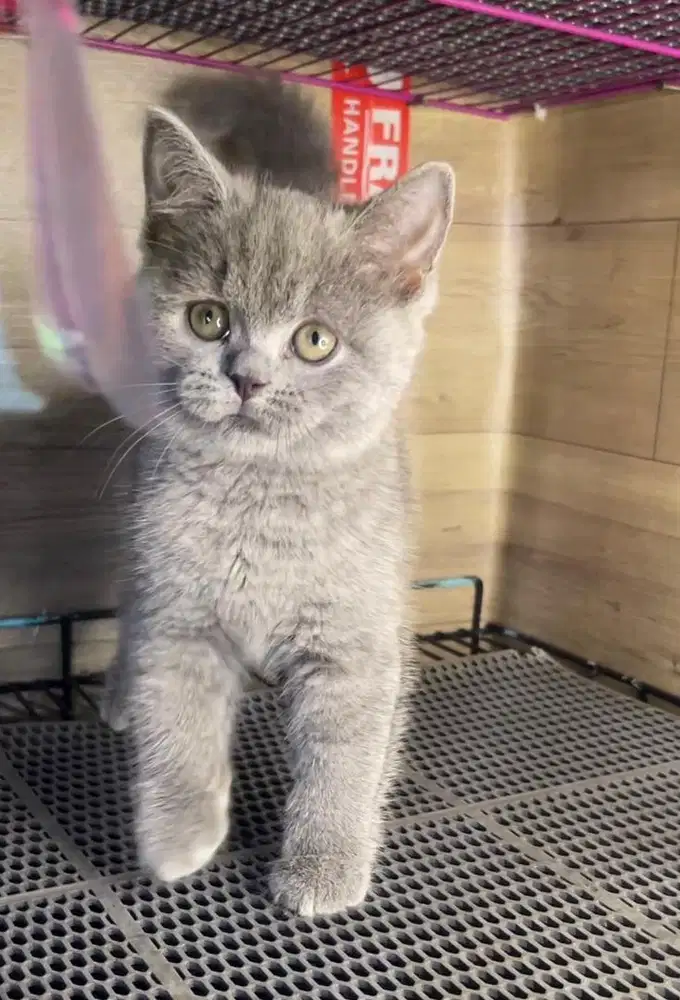 Kucing brittish shorthair