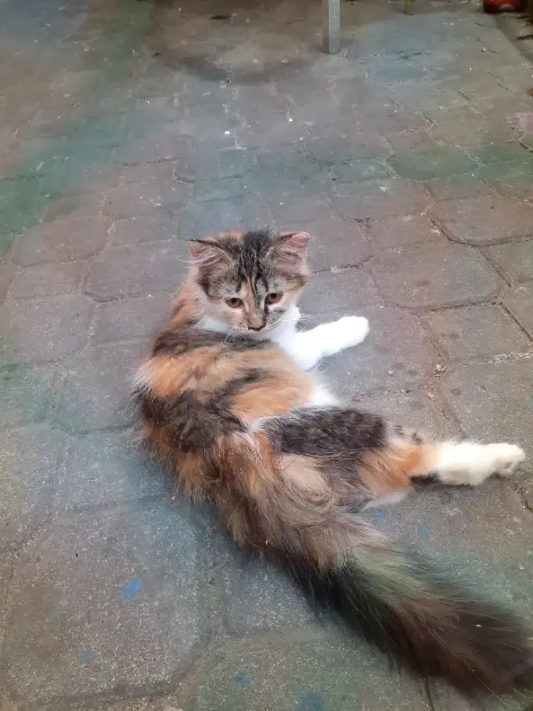 Kucing Persia kitten