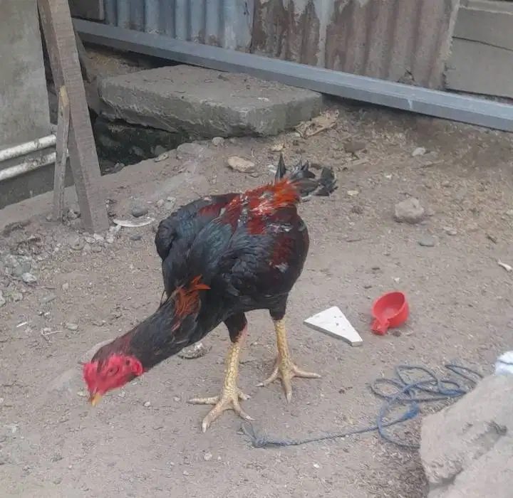 JUAL AYAM KOYTRAD