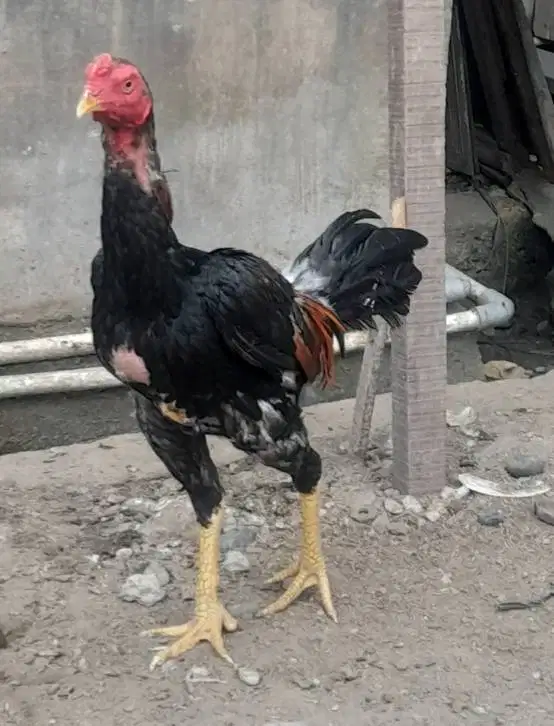 JUAL AYAM KOYTRAD
