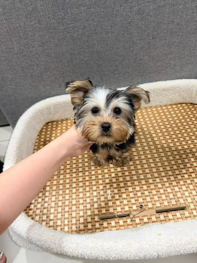 Yorkshire mini yorkie cakep