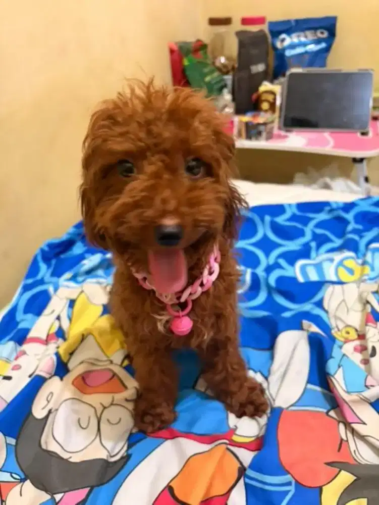 anabul poodle 6 tahun