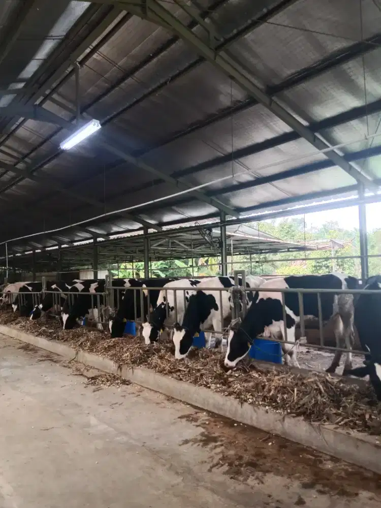 Susu sapi murni