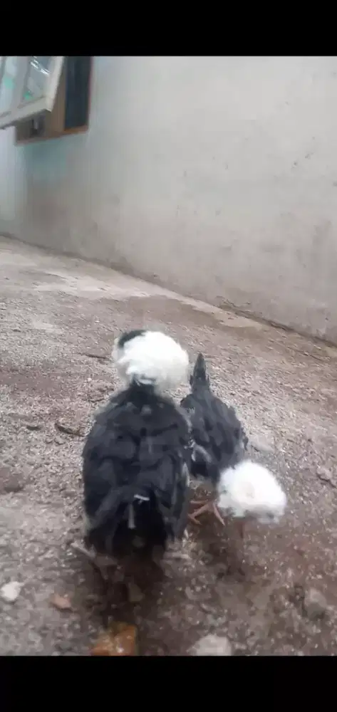 Ayam Poland white crested
