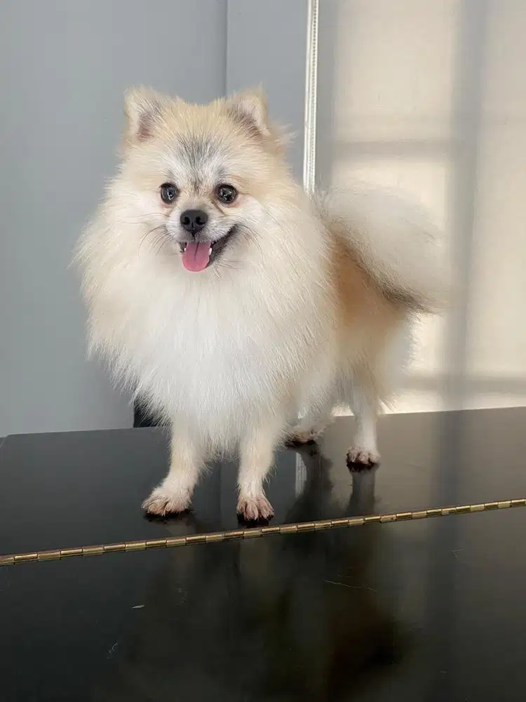 anjing minipom pomeranian calon indukan