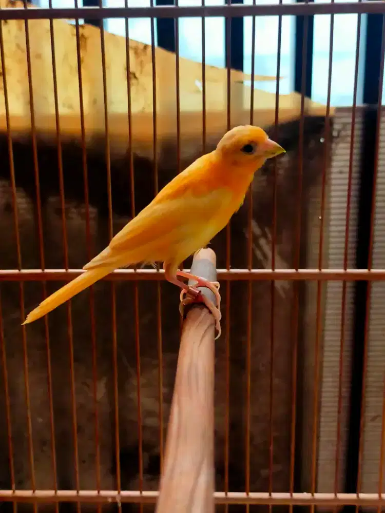Burung kenari paud/anak jantan
