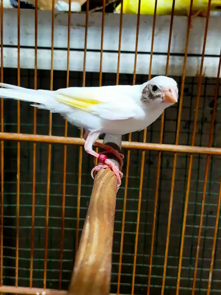 Burung kenari putih flek paud/anak jantan