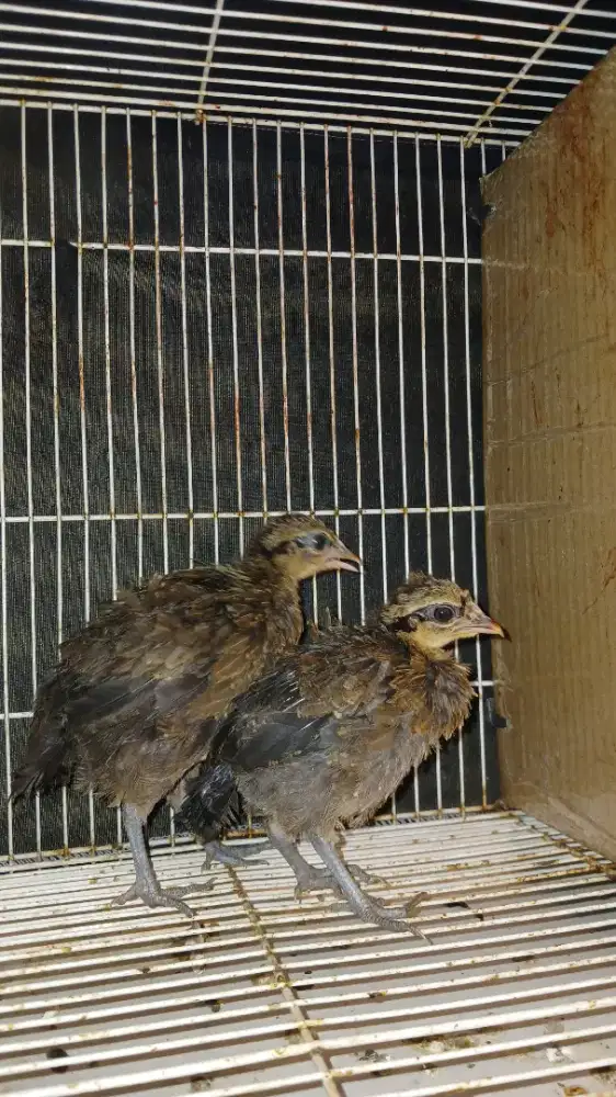 Ayam hutam merah jawa