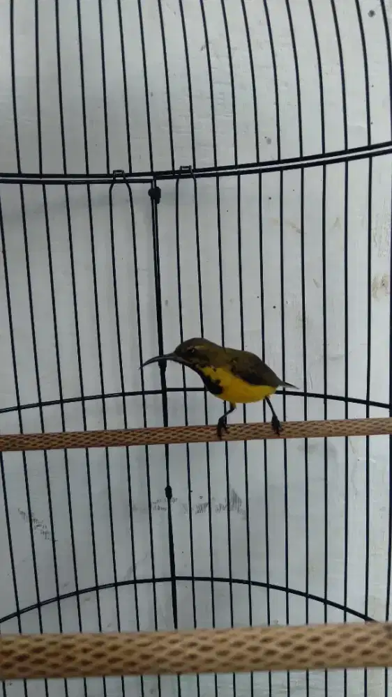 Burung Kolibri SG Trotol