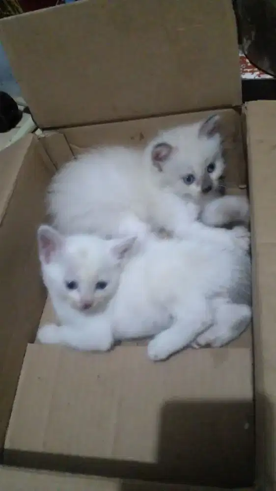 Kucing Himalaya Anakan Gembul