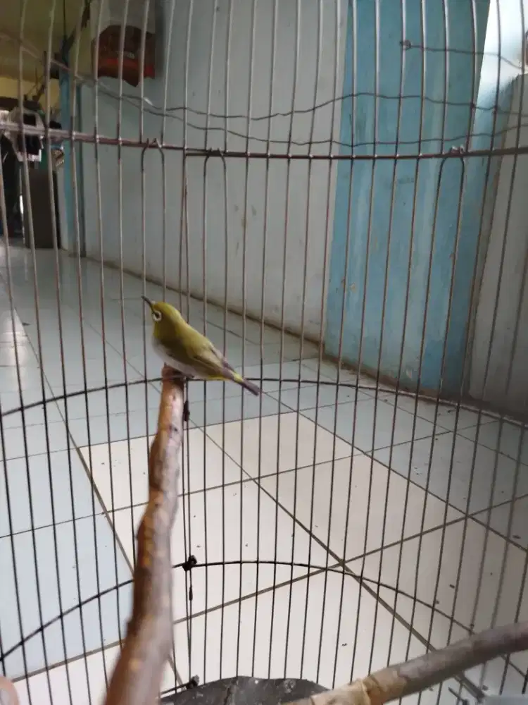 Burung pleci Bustomi