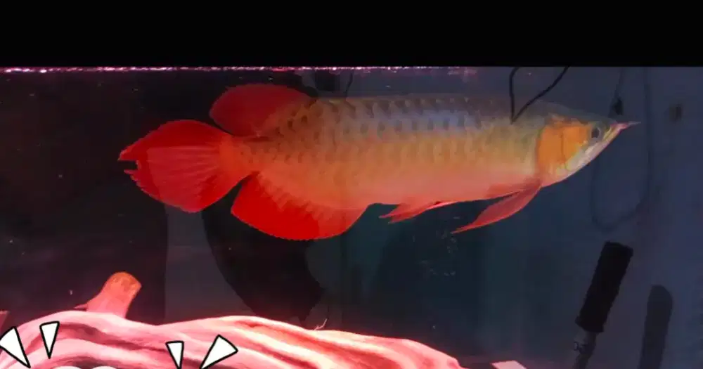 Ikan Arwana Super Red Murah