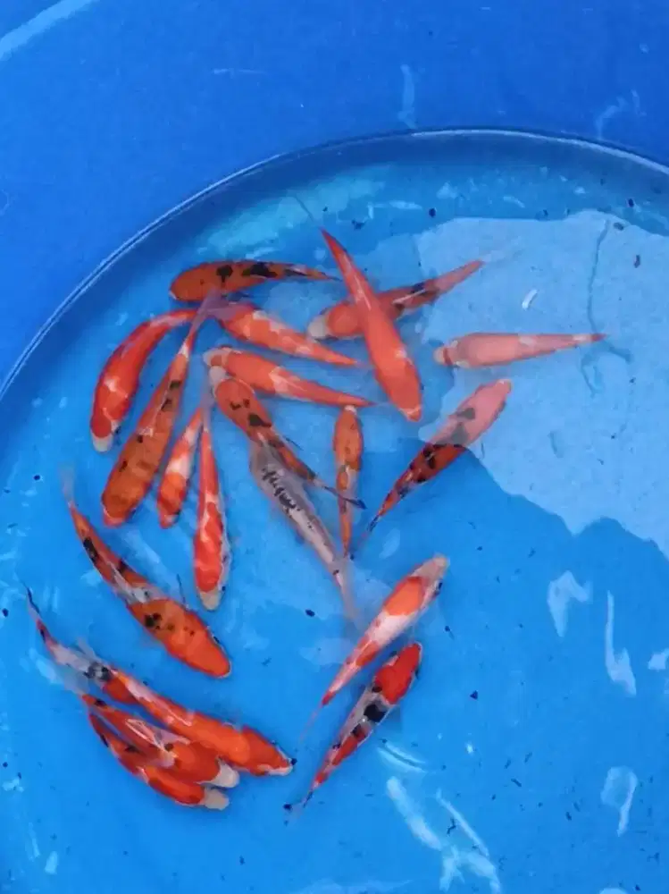 Paket Kohaku Sanke