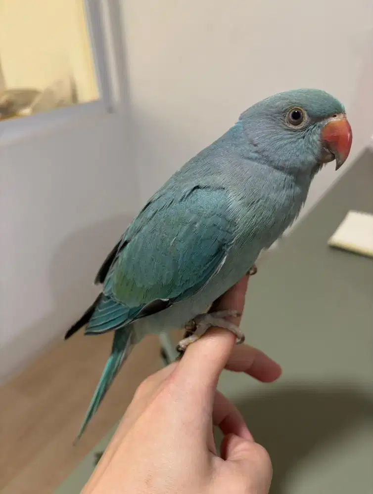 Burung indian ring neck blue semi jinak, umur 6 blnan, no minus, sehat